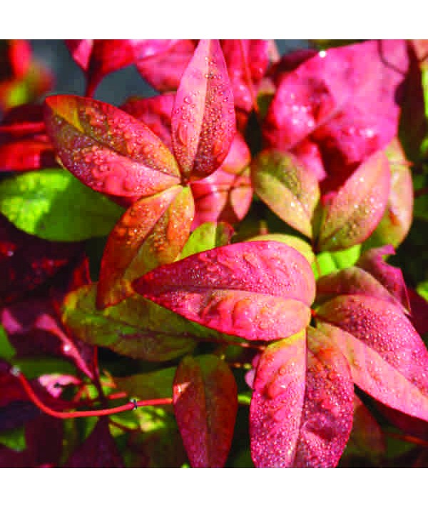 Nandina domestica Fire Power (2lt) Nandina domestica Fire Power (2lt)