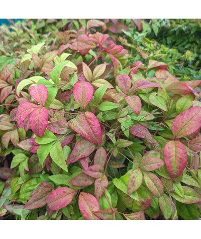 Nandina domestica Fire Power (7.5lt)