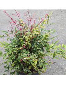 Nandina domestica Red Light (3lt)