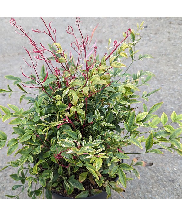 Nandina domestica Red Light (3lt)