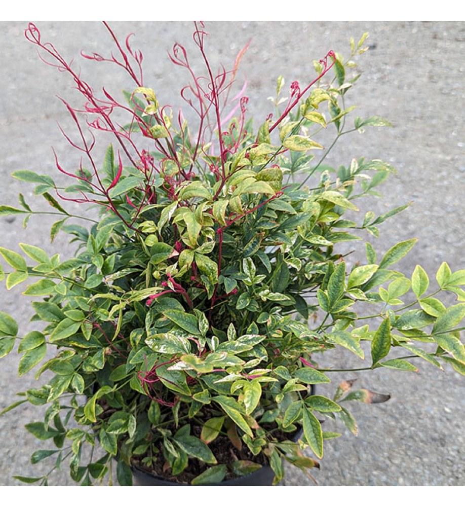 Nandina domestica Red Light (3lt)