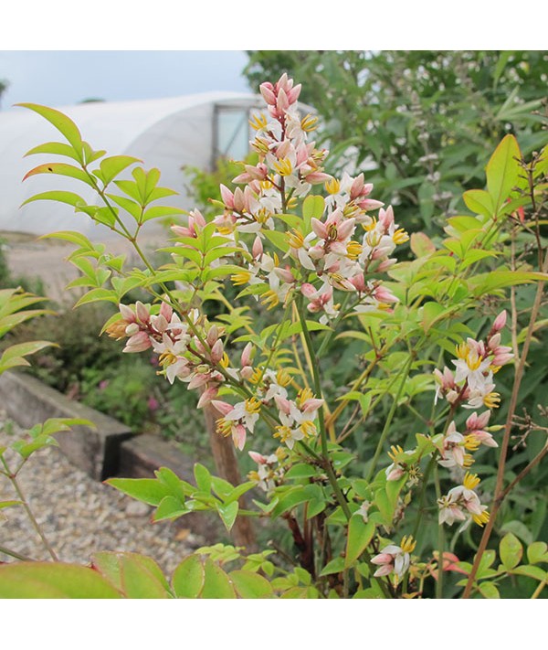 Nandina domestica Richmond (3lt)