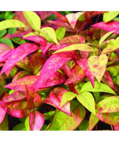 Nandina domestica Richmond (3lt)