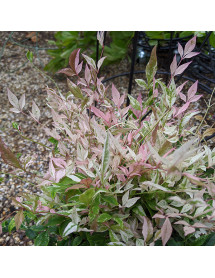 Nandina domestica Twilight (3lt)