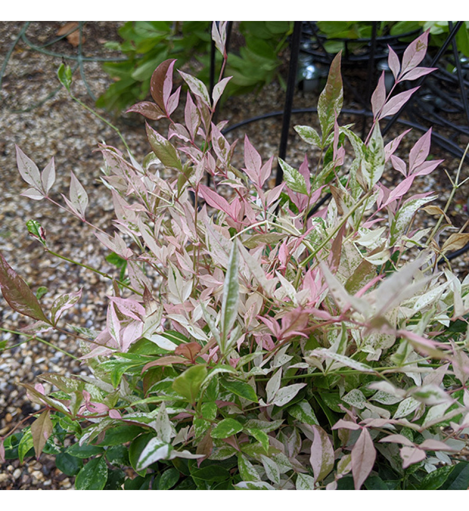 Nandina domestica Twilight (3lt)