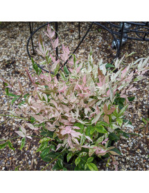Nandina domestica Twilight (3lt)
