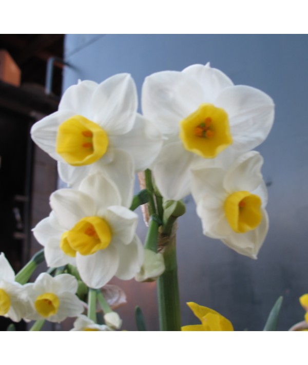 Narcissus Avalanche (4lt) Narcissus Avalanche (4lt)