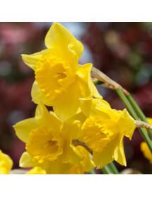 Narcissus Carlton (bulb)