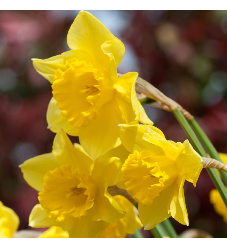 Narcissus Carlton (bulb)