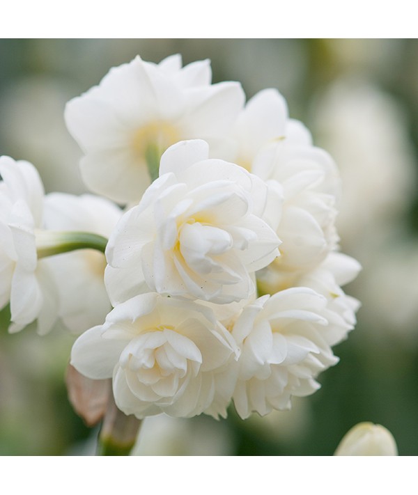 Narcissus Cheerfulness (1 x bulb)