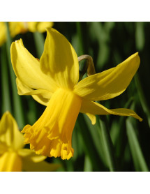 Narcissus February Gold (15 x bulb)