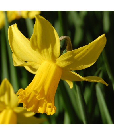 Narcissus February Gold (15 x bulb)