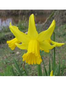 Narcissus February Gold (15 x bulb)
