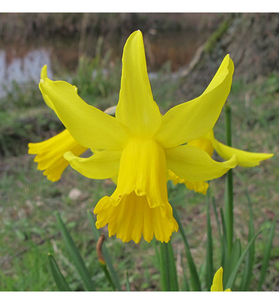 Narcissus February Gold (15 x bulb)