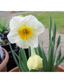 Narcissus Geranium (bulb)