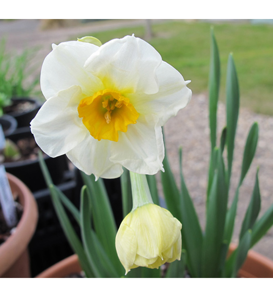 Narcissus Geranium (bulb)