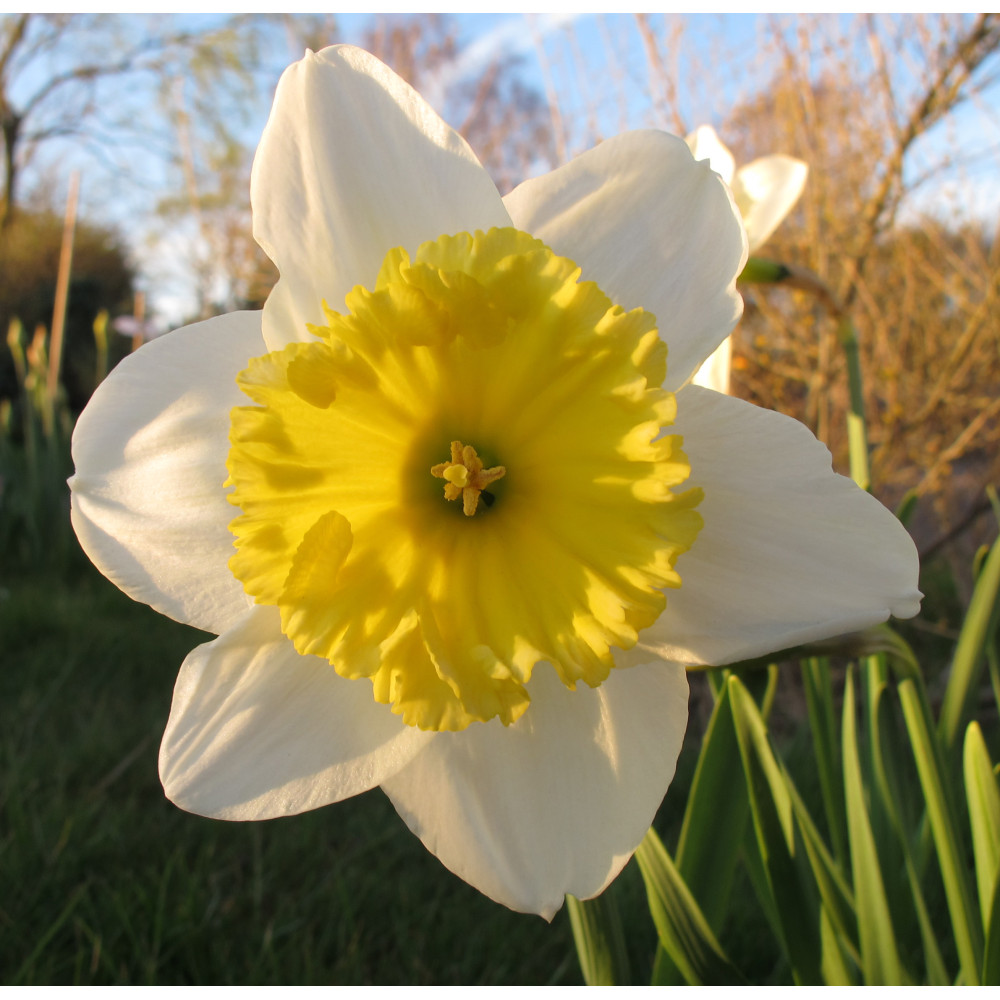 Narcissus Ice Follies (0.8lt) Narcissus Ice Follies (0.8lt)