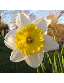 Narcissus Ice Follies (20 x bulb)