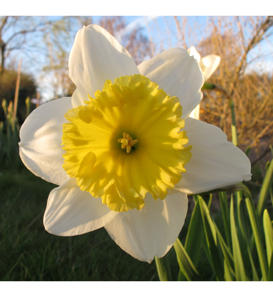 Narcissus Ice Follies (20 x bulb)
