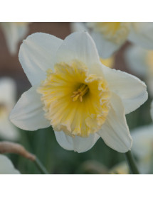 Narcissus Ice Follies (20 x bulb)