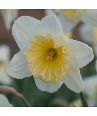 Narcissus Ice Follies (20 x bulb)