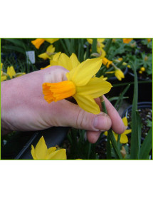 Narcissus Jetfire (15 x bulbs)