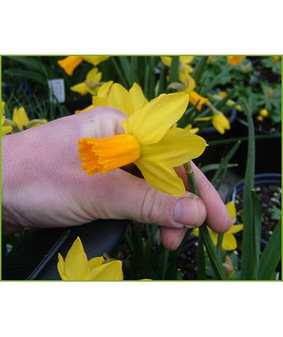 Narcissus Jetfire (20 x bulbs)