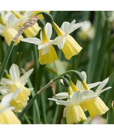 Narcissus Lemon Drop (9cm)