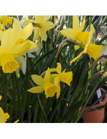 Narcissus Lemon Sailboat (9cm) Narcissus Lemon Sailboat (9cm)