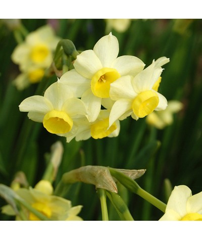 Narcissus Minnow (9cm)
