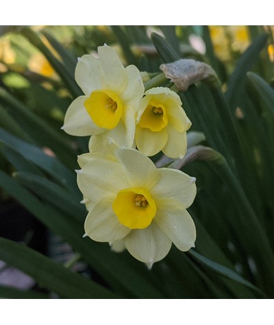 Narcissus Minnow (20 bulbs)