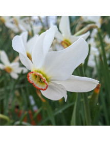 Narcissus poeticus var. recurvus (Pheasant Eye) (15 bulbs)