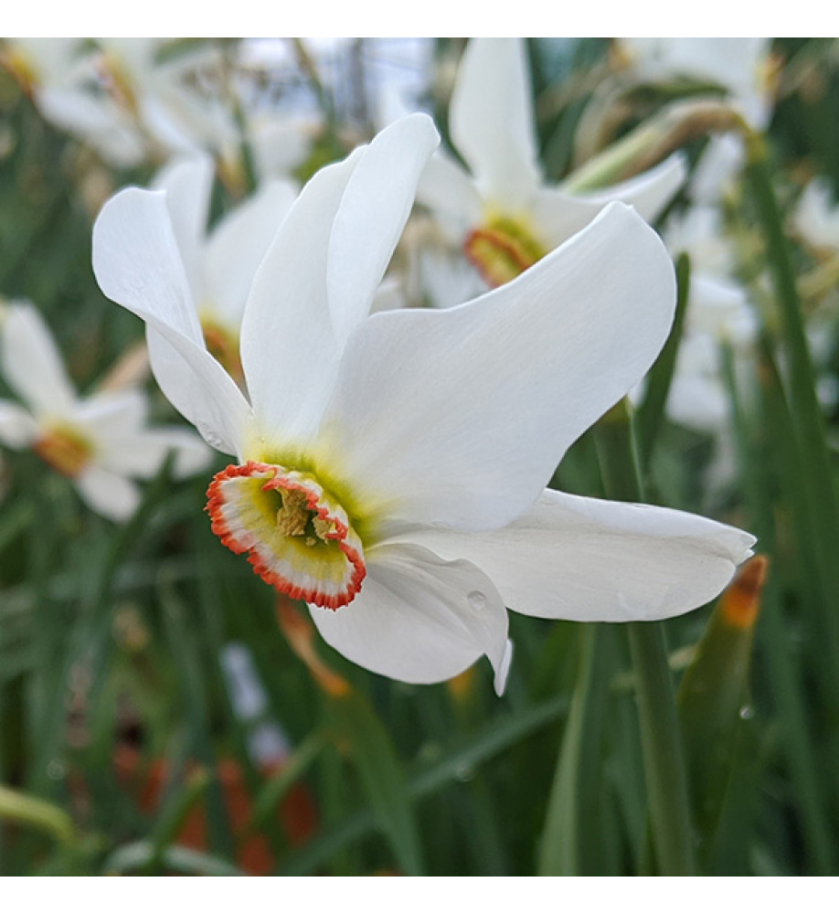 Narcissus poeticus var. recurvus (Pheasant Eye) (15 bulbs)