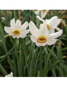 Narcissus poeticus var. recurvus (Pheasant Eye) (15 bulbs)