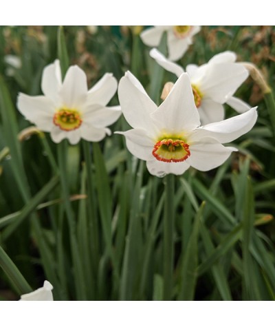 Narcissus poeticus var. recurvus (Pheasant Eye) (15 bulbs)