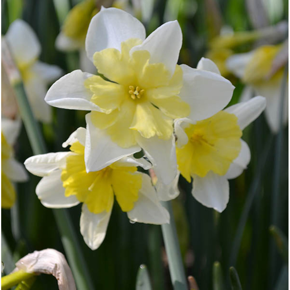 March 2026 - What to do in your garden now