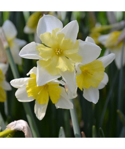 Narcissus Prom Dance (9cm)