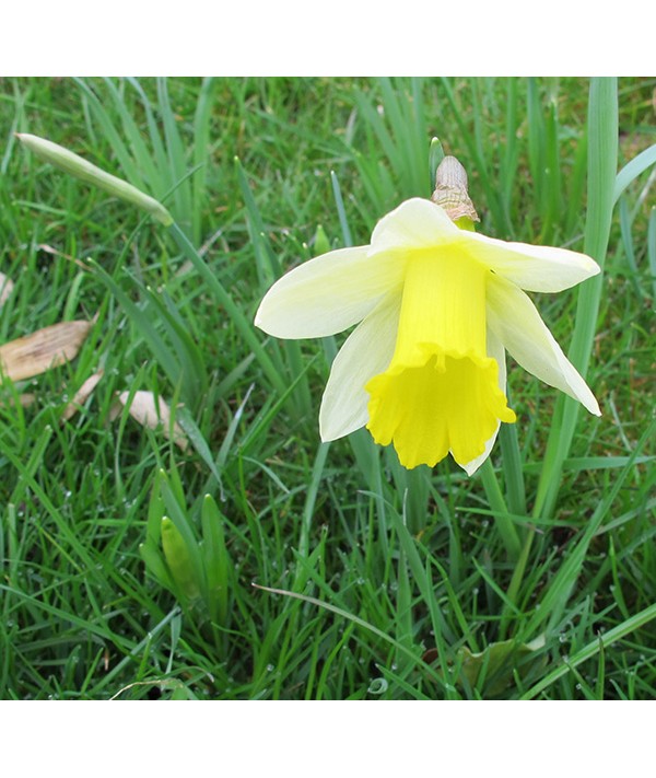 Narcissus pseudonarcissus (2lt) Narcissus pseudonarcissus (2lt)