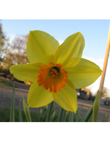Narcissus Red Devon (25 x bulb)