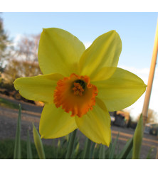 Narcissus Red Devon (9cm)