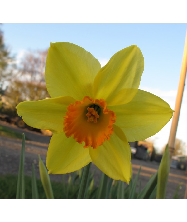 Narcissus Red Devon (25 x bulb)