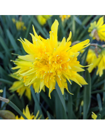Narcissus Rip van Winkle (9cm)