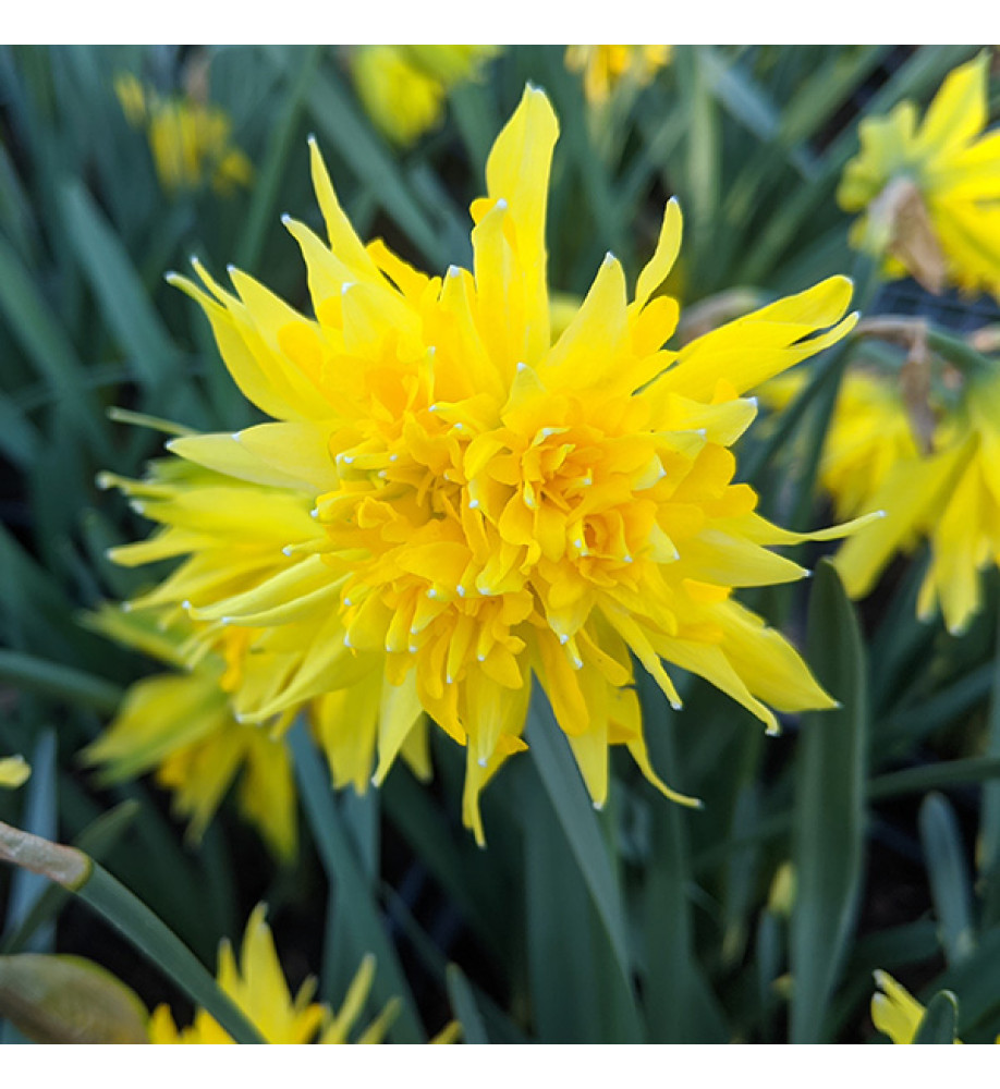 Narcissus Rip van Winkle (9cm)