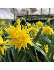 Narcissus Rip van Winkle (15 x bulbs)