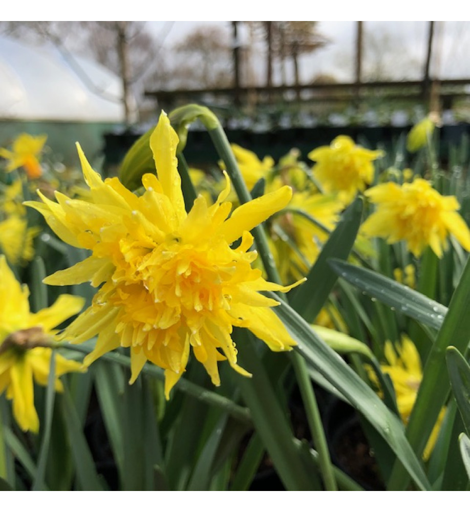 Narcissus Rip van Winkle (15 x bulbs)