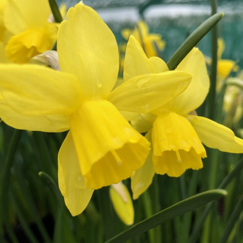 Narcissus Lemon Sailboat (9cm) Narcissus Lemon Sailboat (9cm)