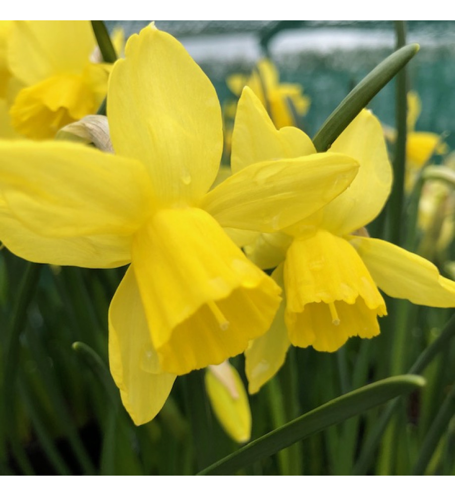 Narcissus Lemon Sailboat (9cm)