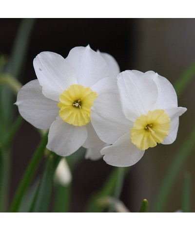 Narcissus Segovia (9cm)