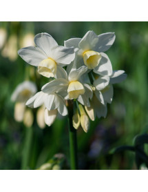 Narcissus Silver Chimes (15 x bulb)