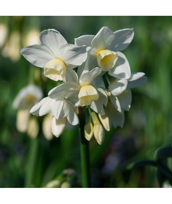 Narcissus Silver Chimes (2lt) Narcissus Silver Chimes (2lt)